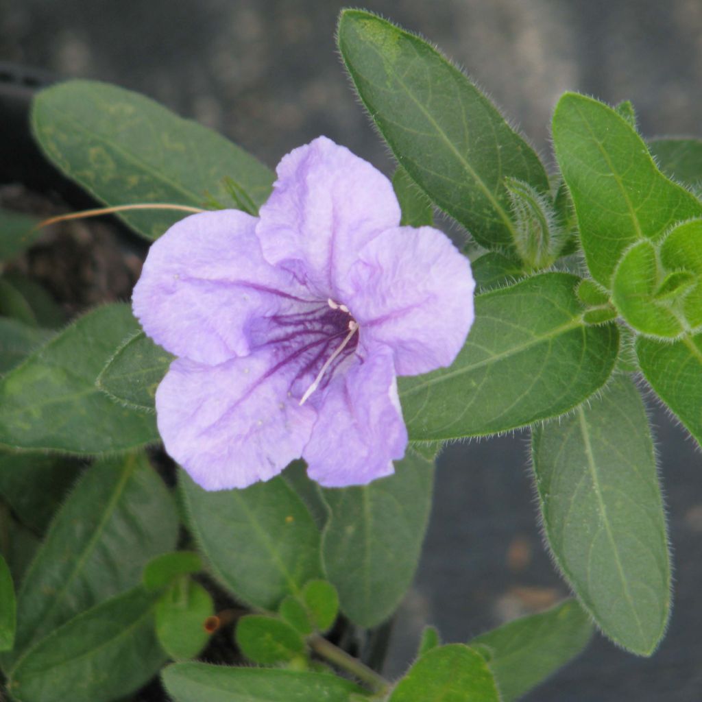 Ruellia humilis - Pétunia sauvage