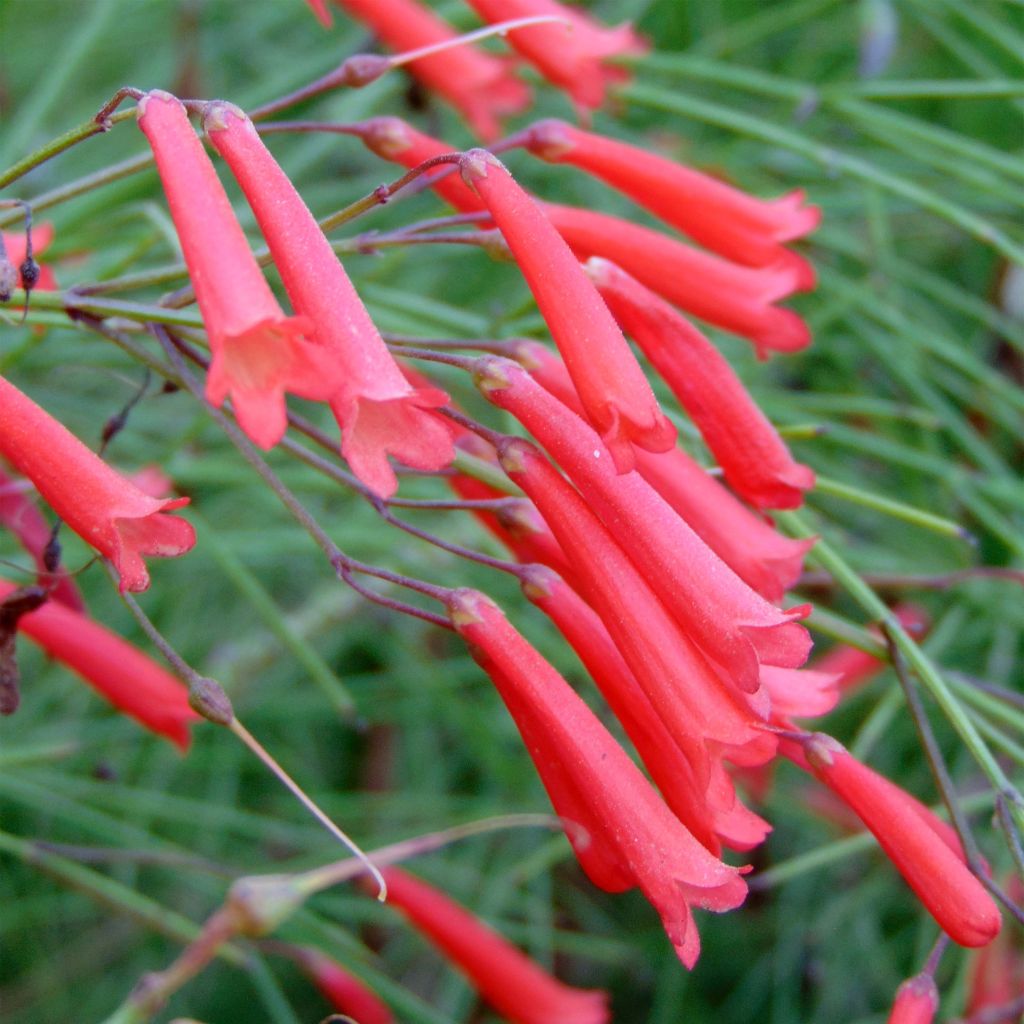 Russelia equisetiformis - Goutte de sang