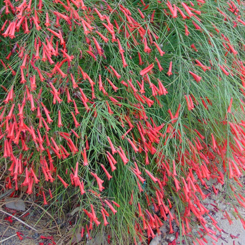 Russelia equisetiformis - Goutte de sang