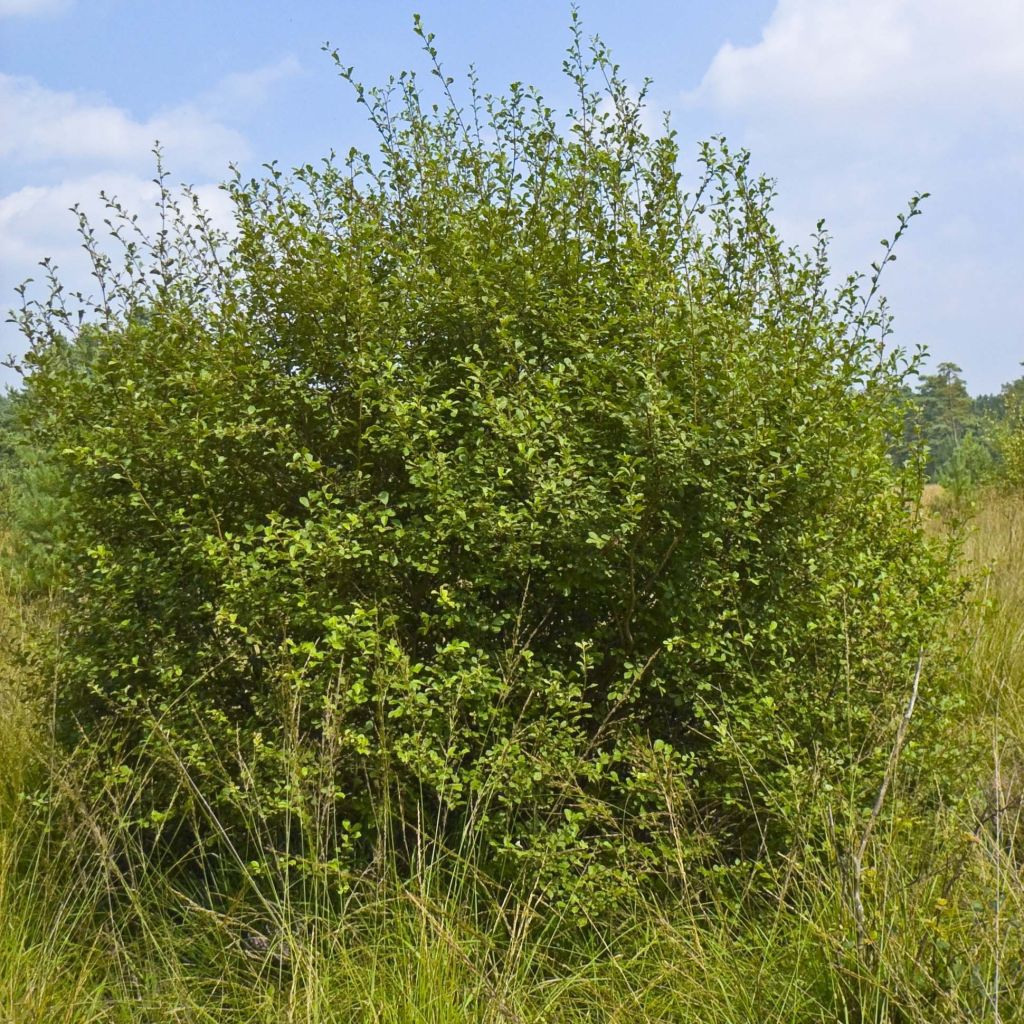 Saule à oreilles, Petit marsault - Salix aurita