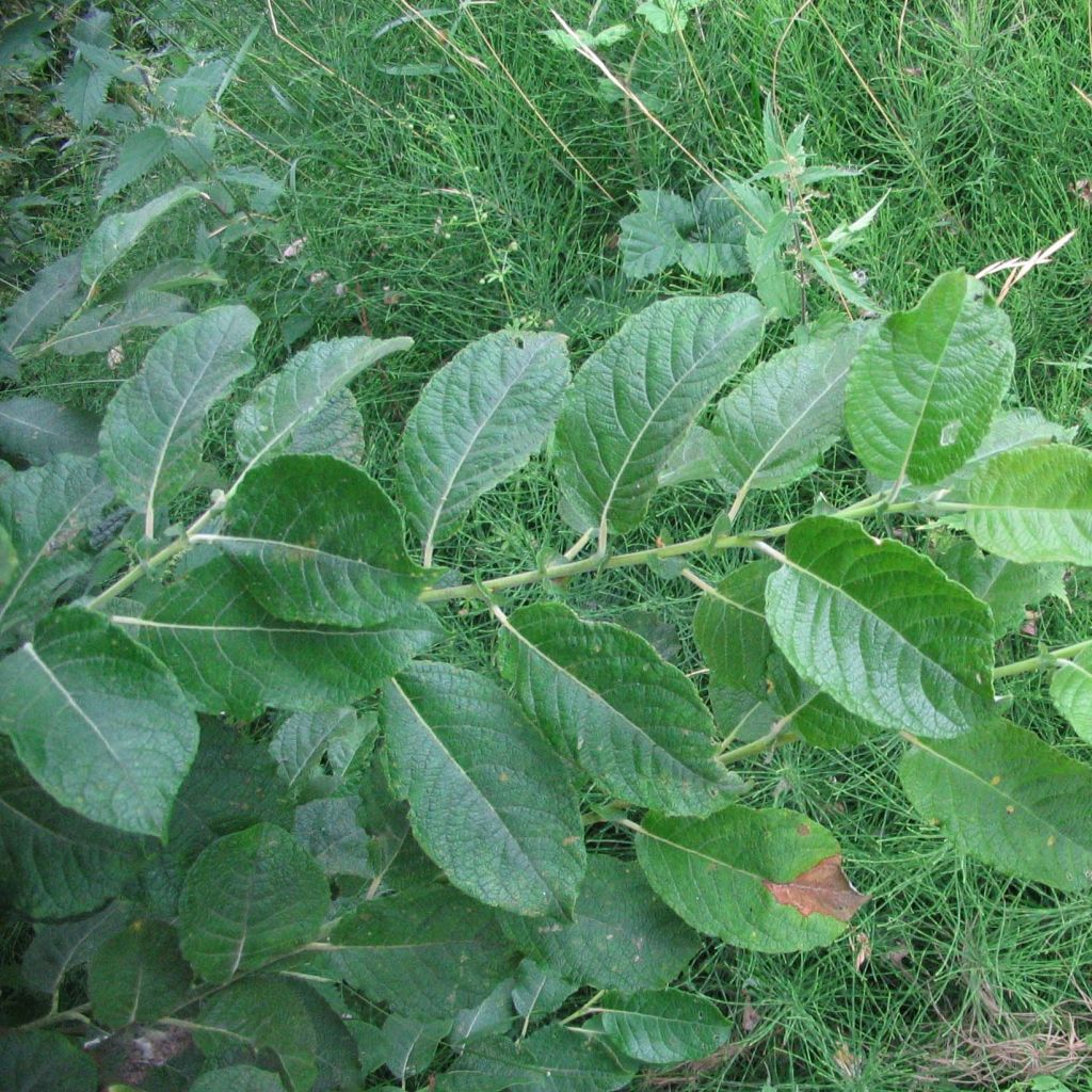 Saule à oreilles, Petit marsault - Salix aurita