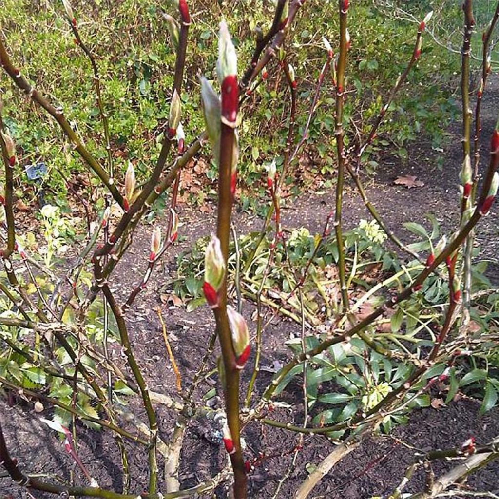 Salix fargesii - Saule de Farges