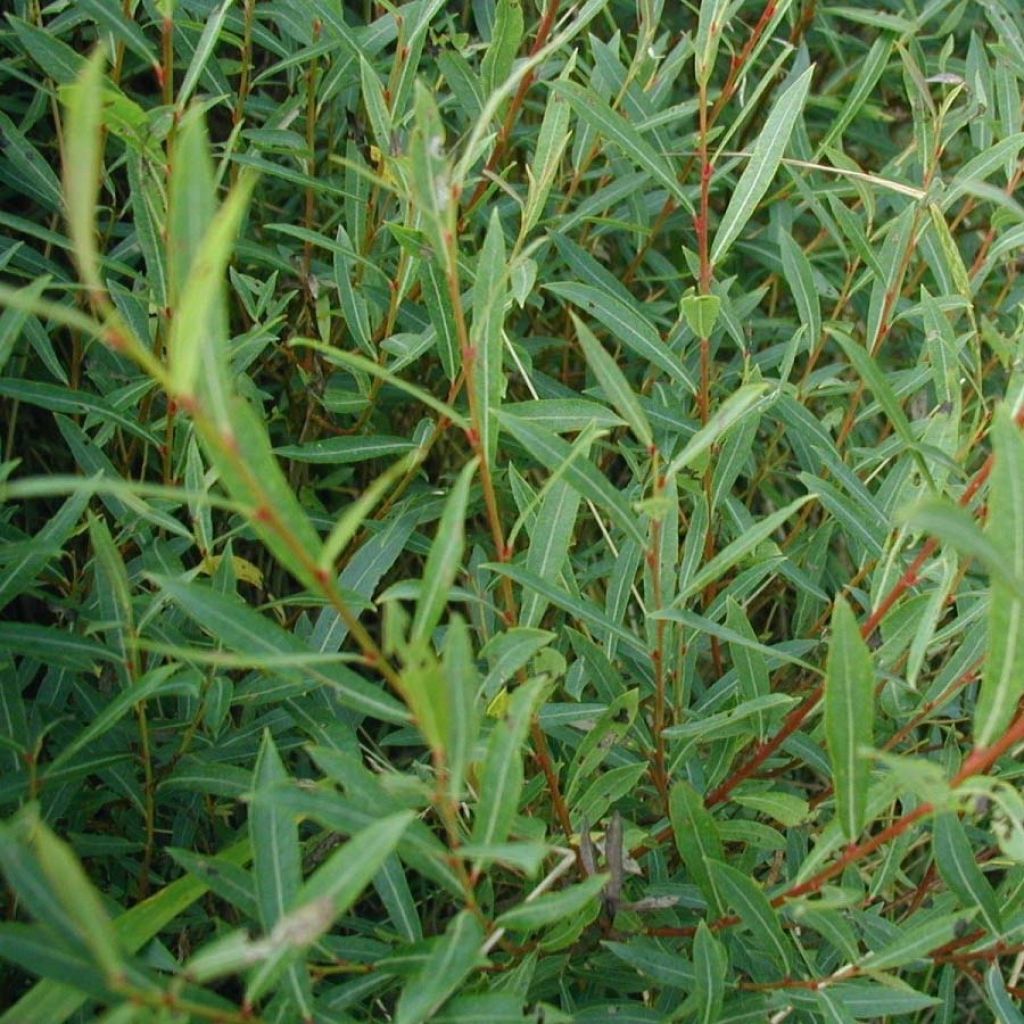 Osier rouge - Salix purpurea