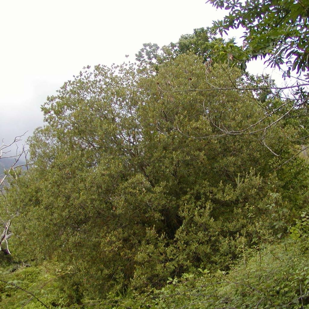 Osier rouge - Salix purpurea