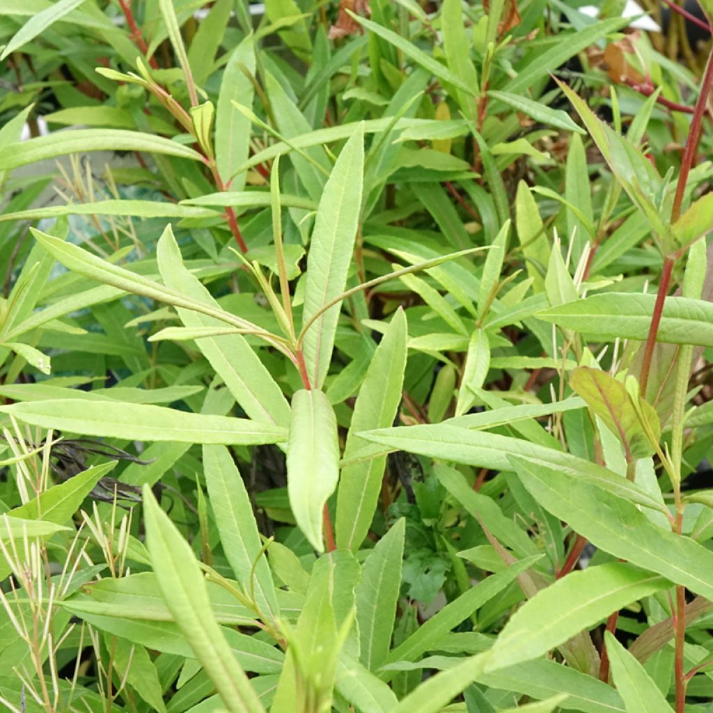 Salix sachalinensis Sekka - Saule de Sakhaline