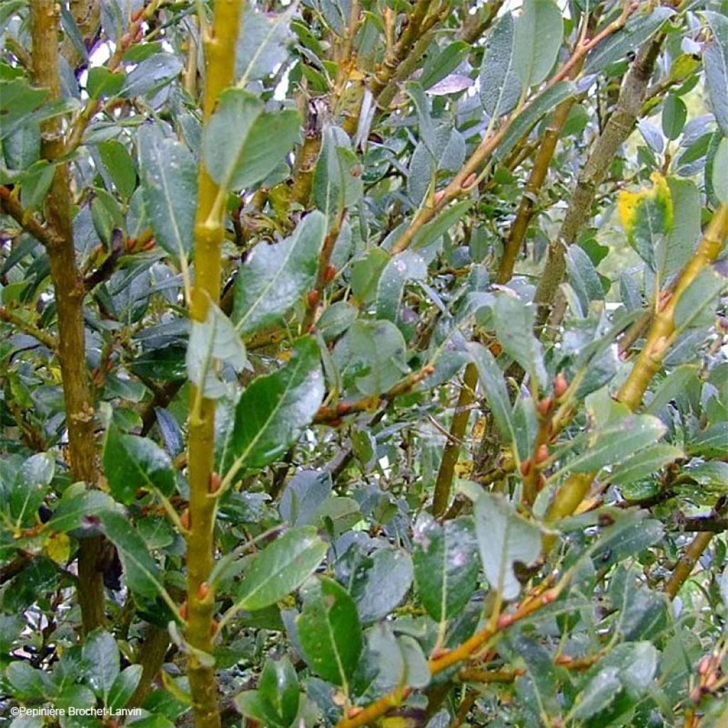 Salix (x) tetrapla - Saule