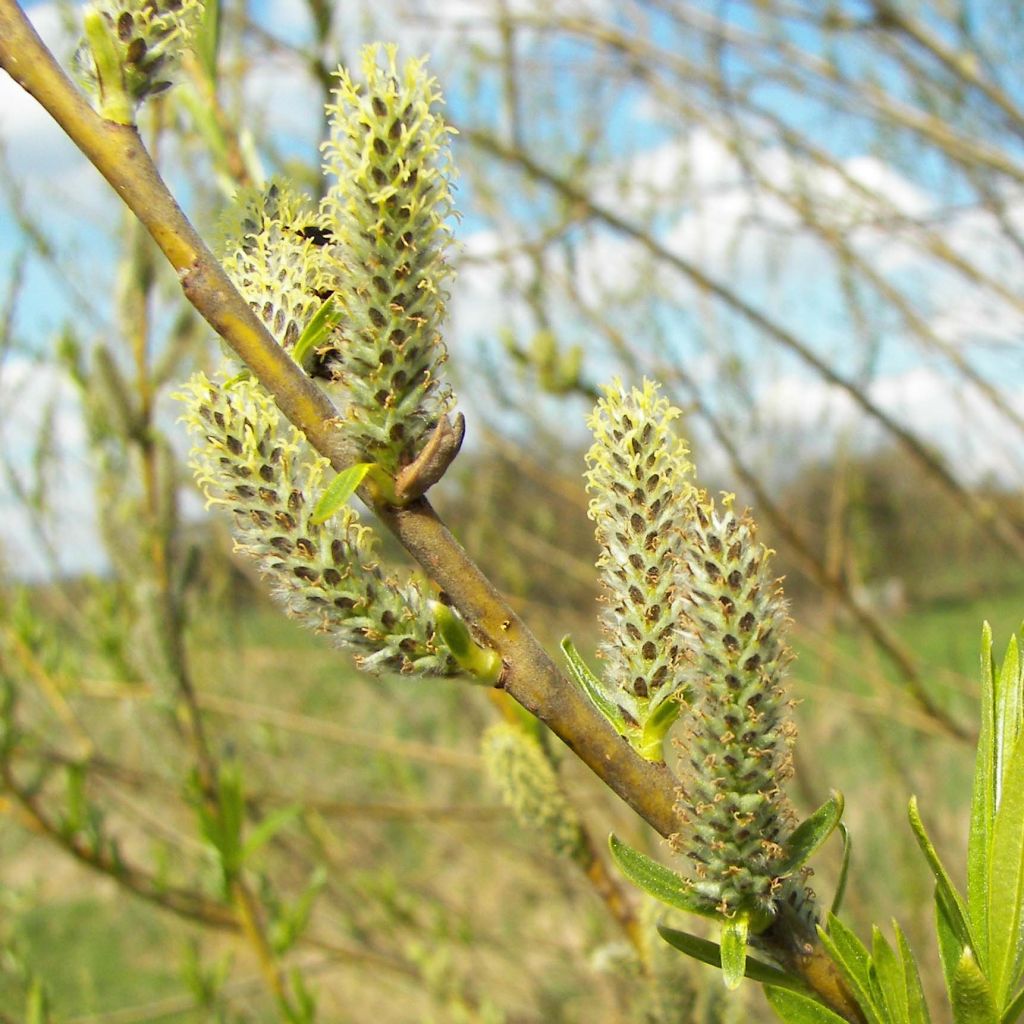 Salix viminalis - Saule des vanniers