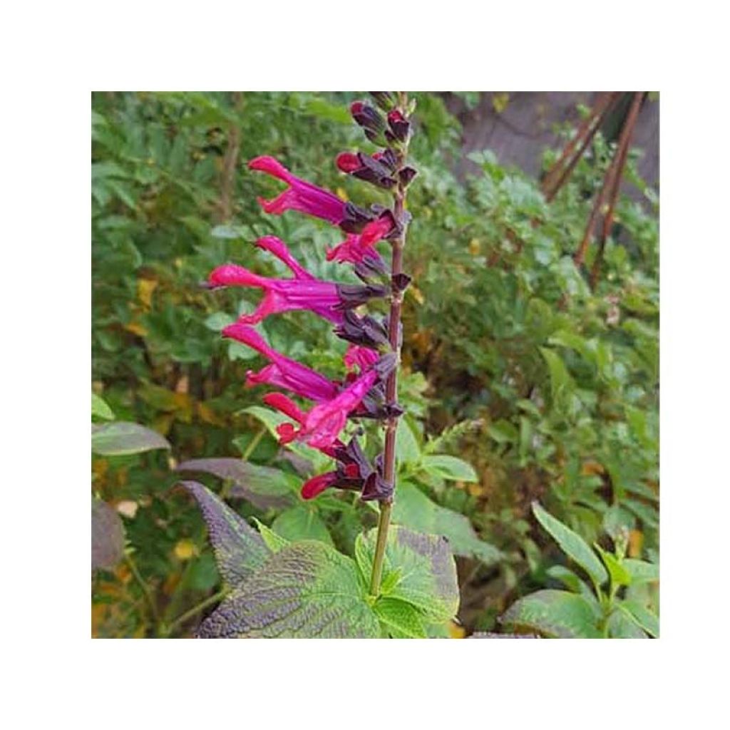 Salvia Amante - sauge hybride