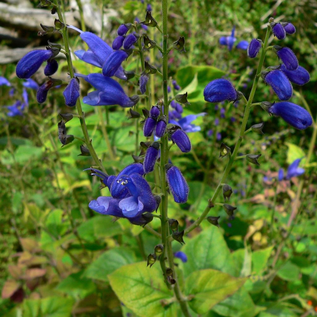 Salvia cacaliifolia - Sauge à feuilles de Cacalie