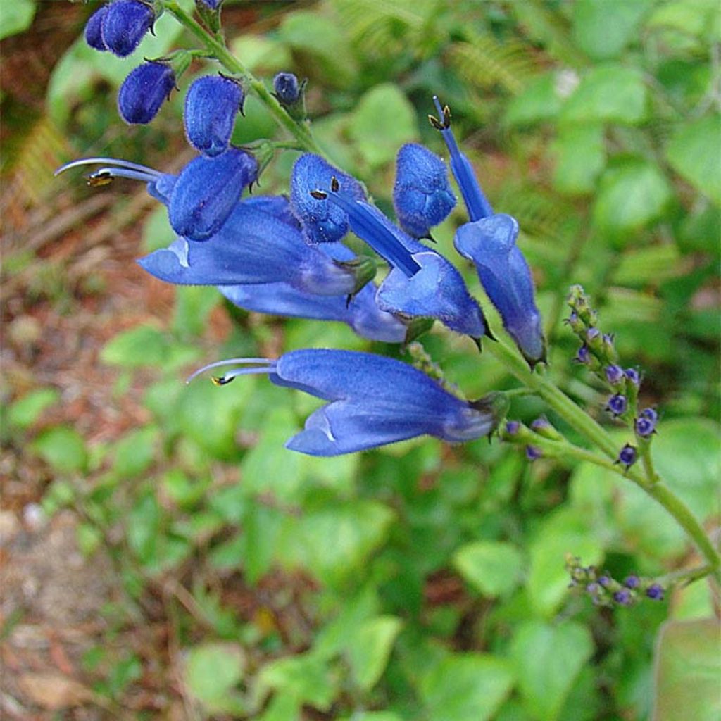 Salvia cacaliifolia - Sauge à feuilles de Cacalie