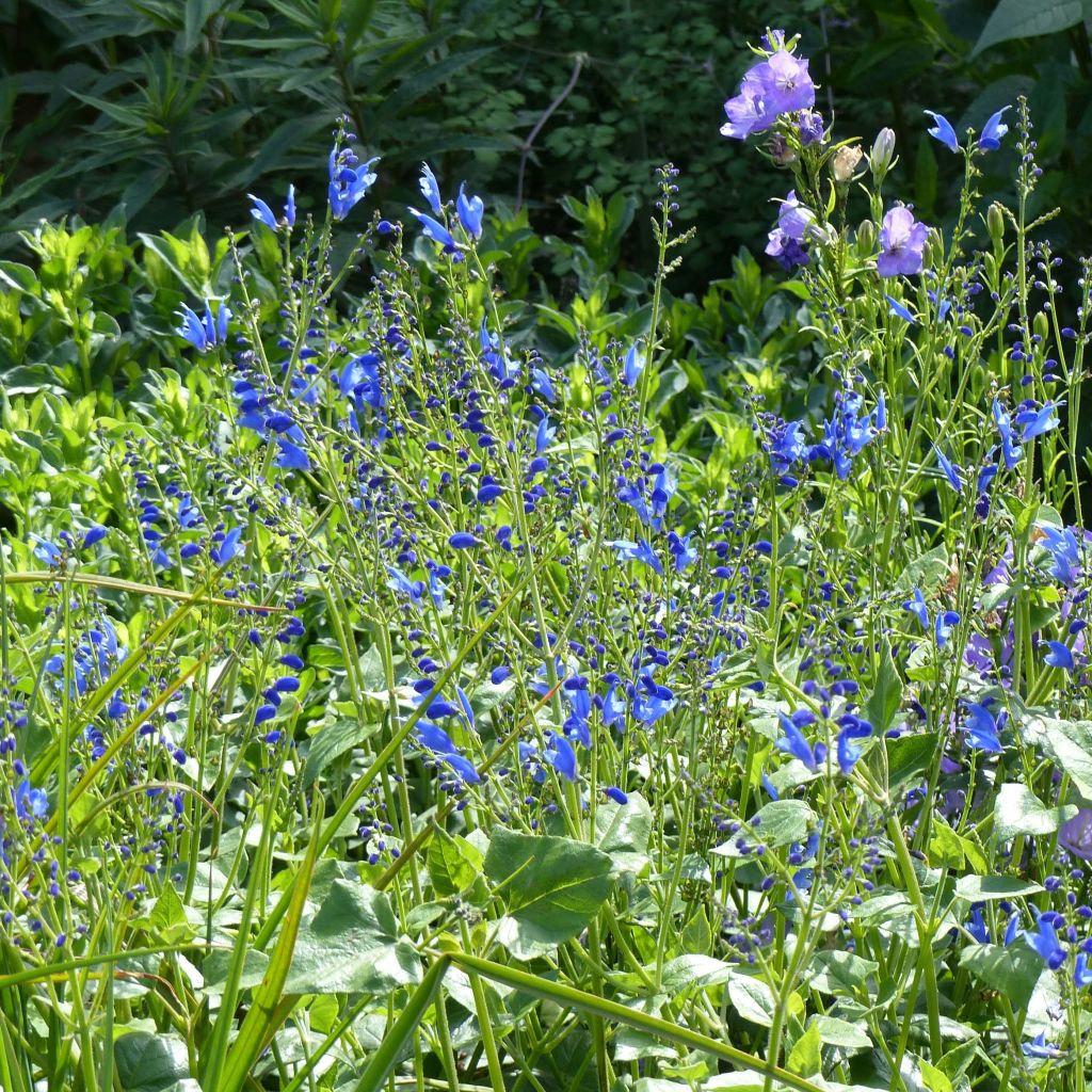 Salvia cacaliifolia - Sauge à feuilles de Cacalie