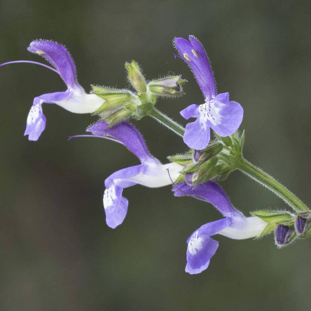 Sauge - Salvia forsskaolei 