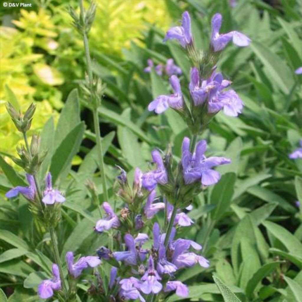 Salvia lavandulifolia - Sauge à feuilles de lavande