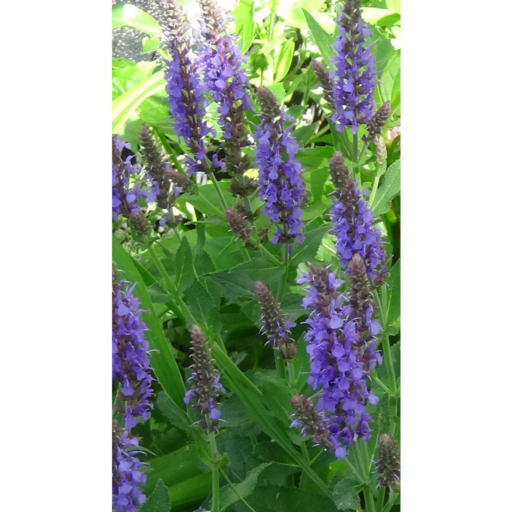 Salvia nemorosa April Night - Sauge des bois