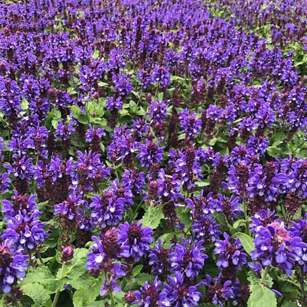 Salvia nemorosa Blue Marvel - Sauge des bois