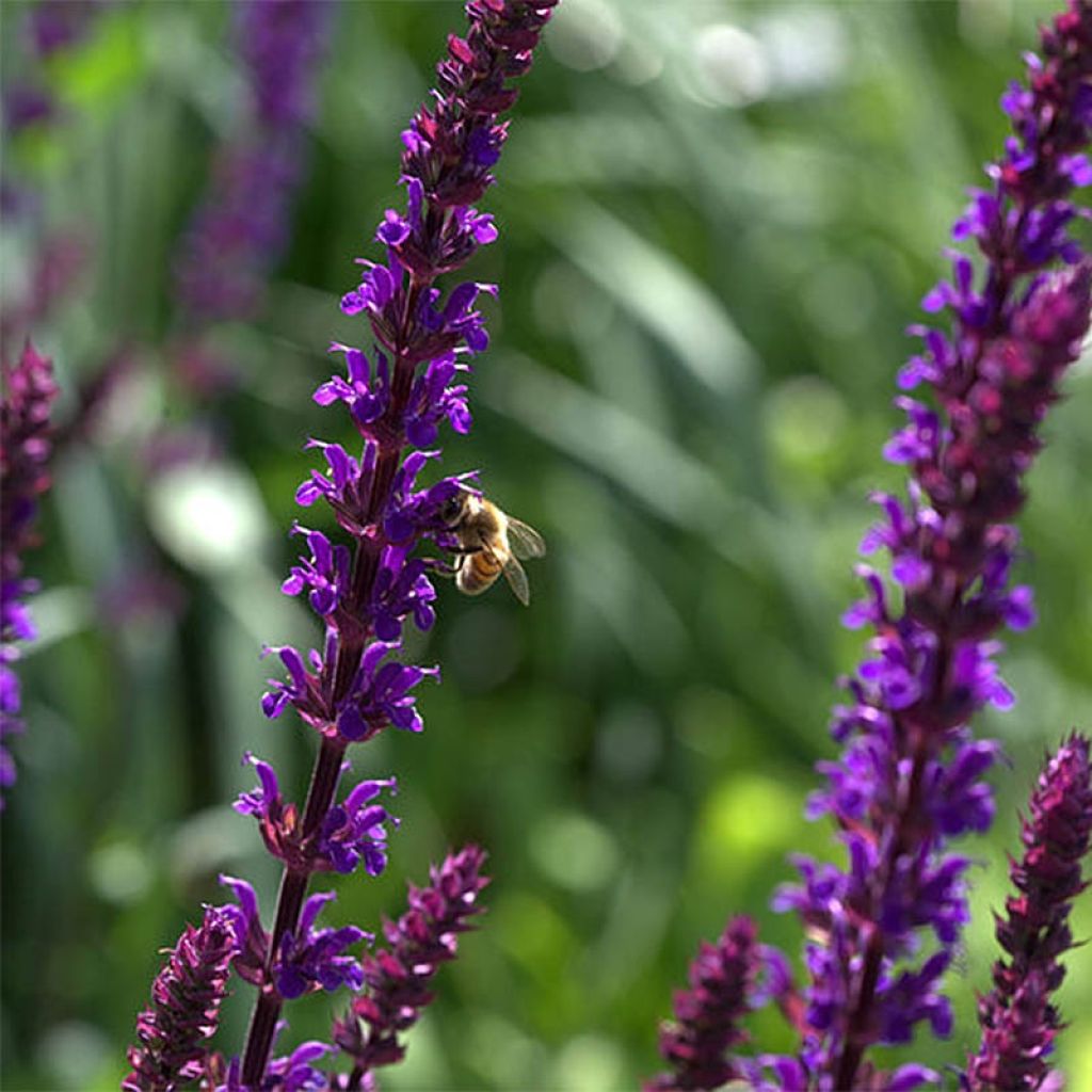 Sauge - Salvia nemorosa Caradonna