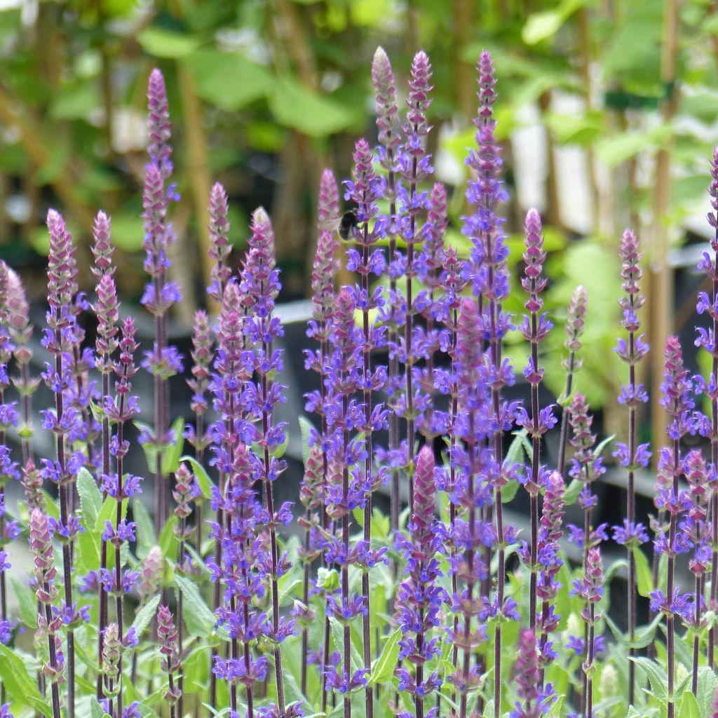 Sauge - Salvia nemorosa Caradonna