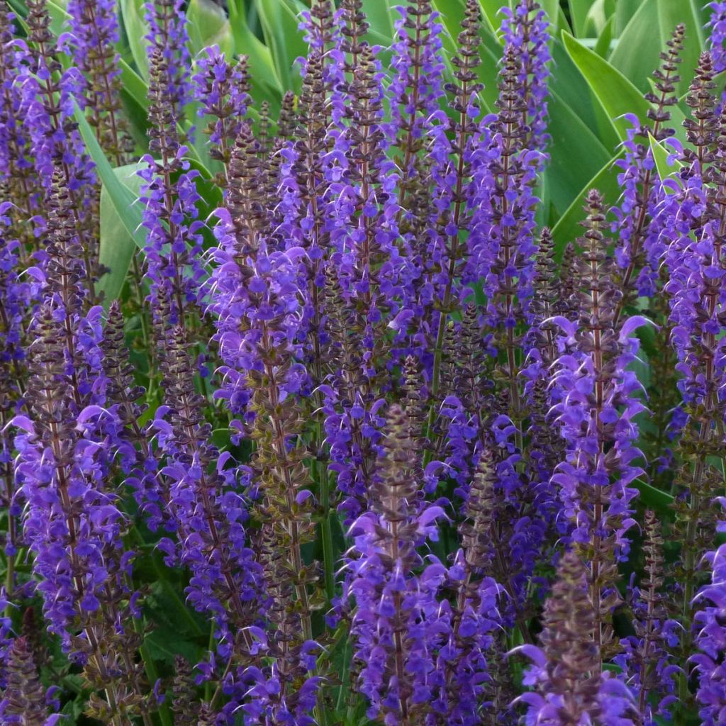 Salvia nemorosa Mainacht - Sauge des bois bleu violet