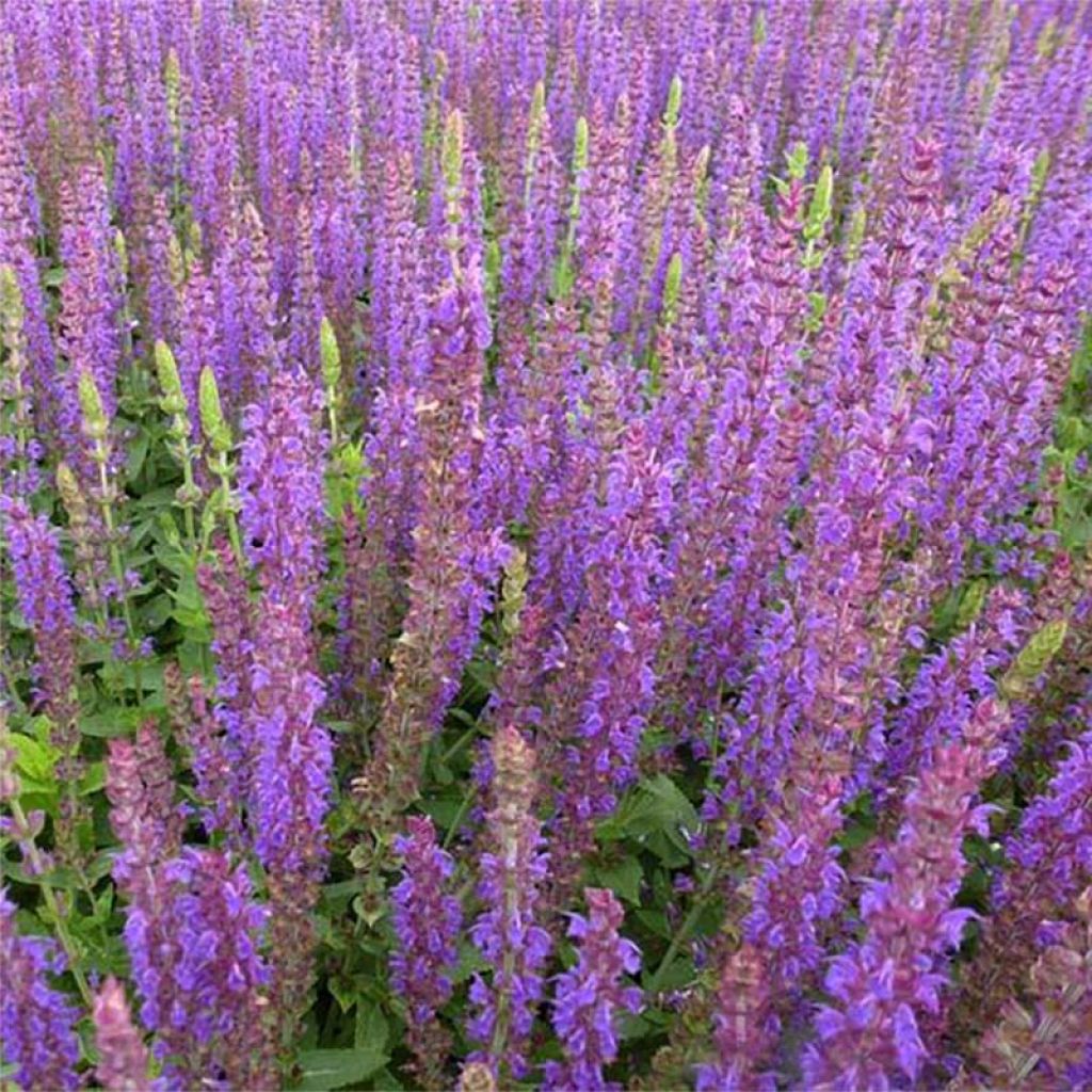 Salvia nemorosa Ostfriesland - Sauge des bois