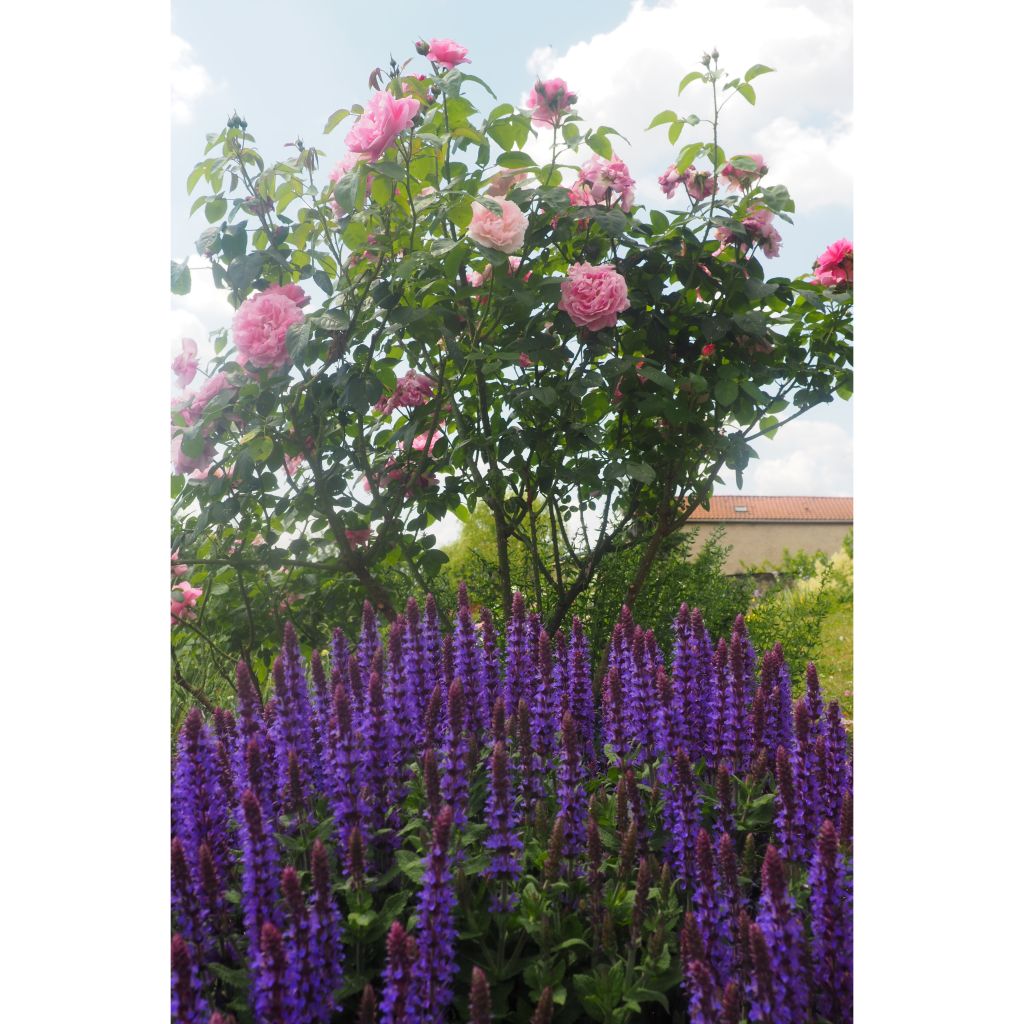 Salvia nemorosa Ostfriesland - Sauge des bois