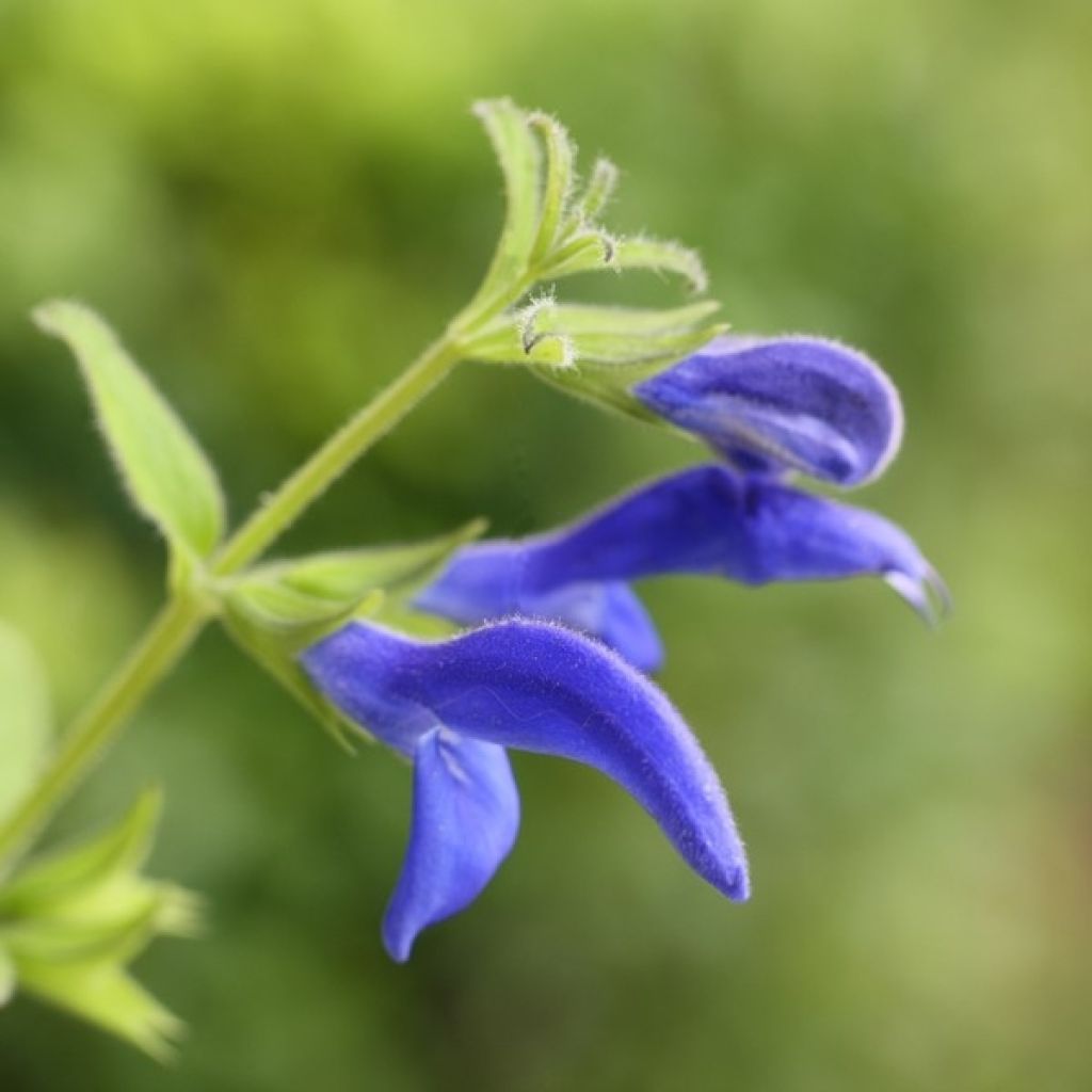 Salvia patens - Sauge gentiane