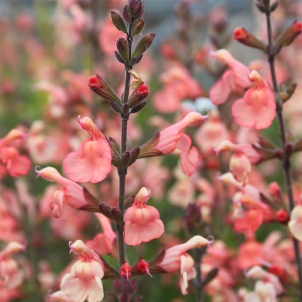 Sauge arbustive California Sunset - Salvia (x) jamensis