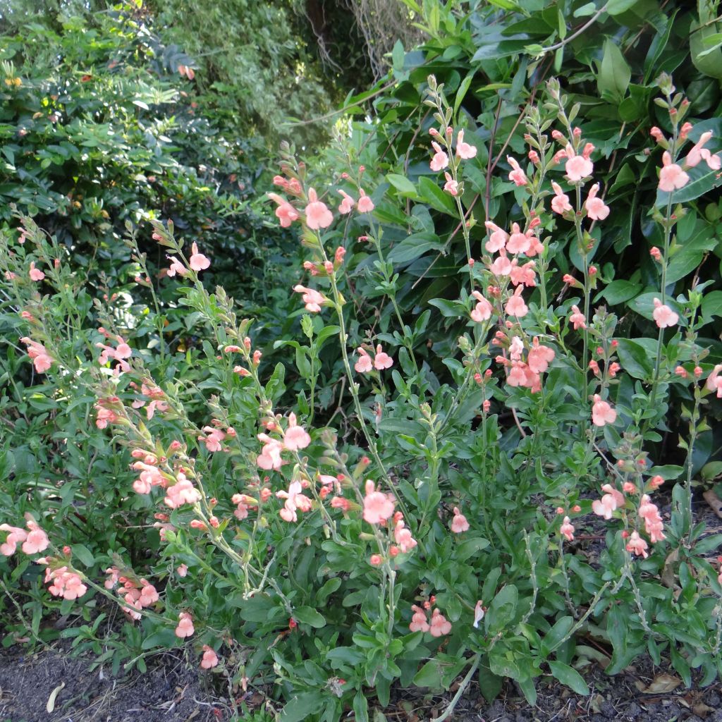 Sauge arbustive California Sunset - Salvia (x) jamensis