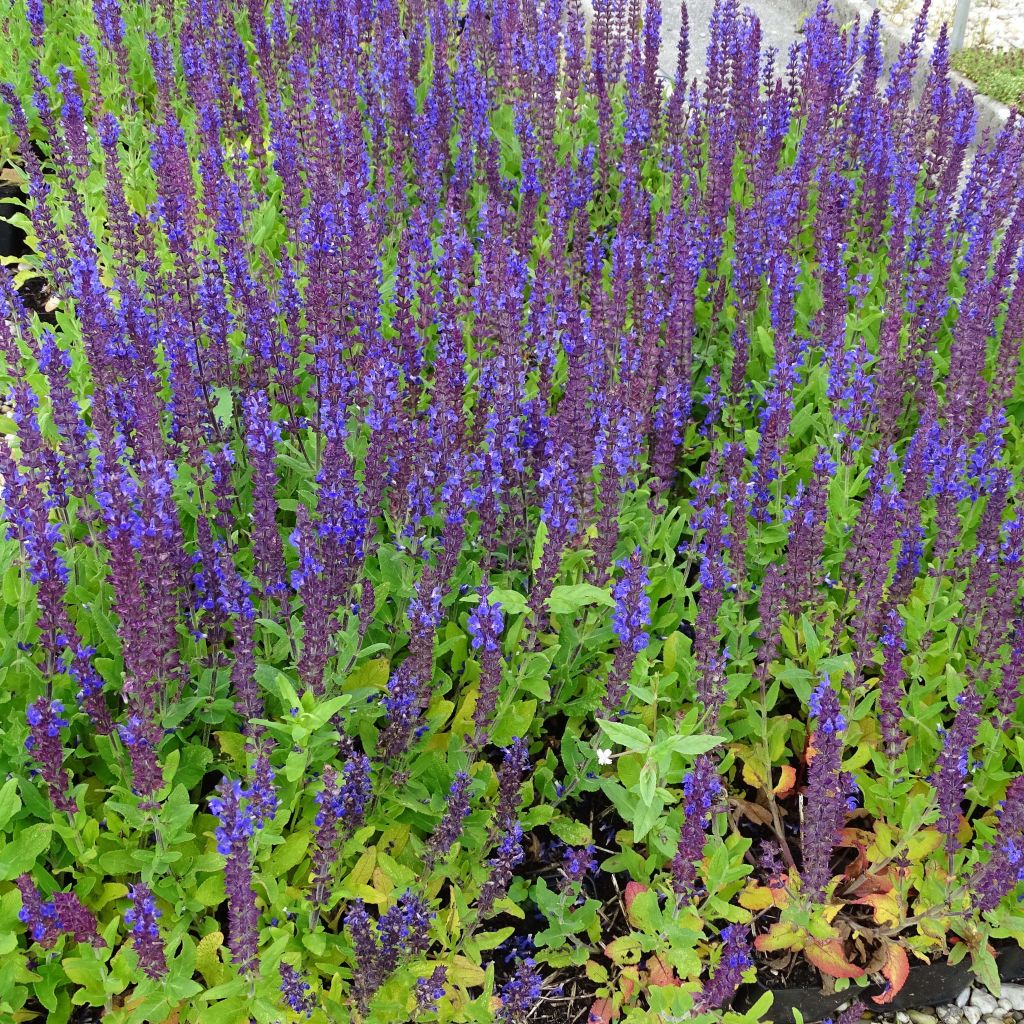 Salvia superba Blaukönigin (Reine des Bleues) - Sauge des bois