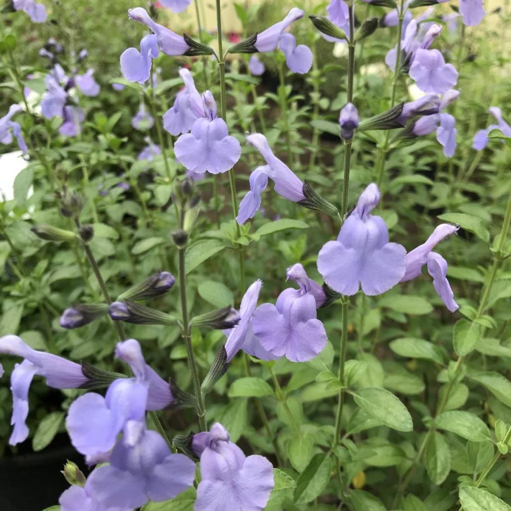 Salvia microphylla Delice Aquamarine - sauge arbustive