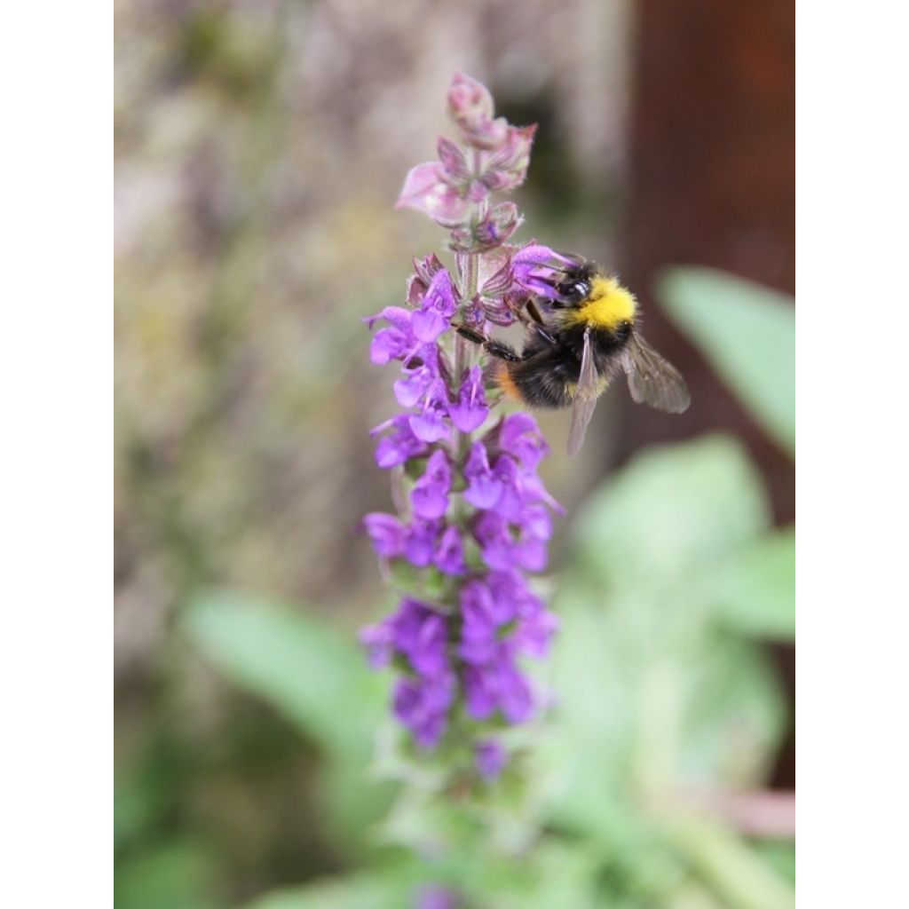 Salvia nemorosa Ostfriesland - Sauge des bois