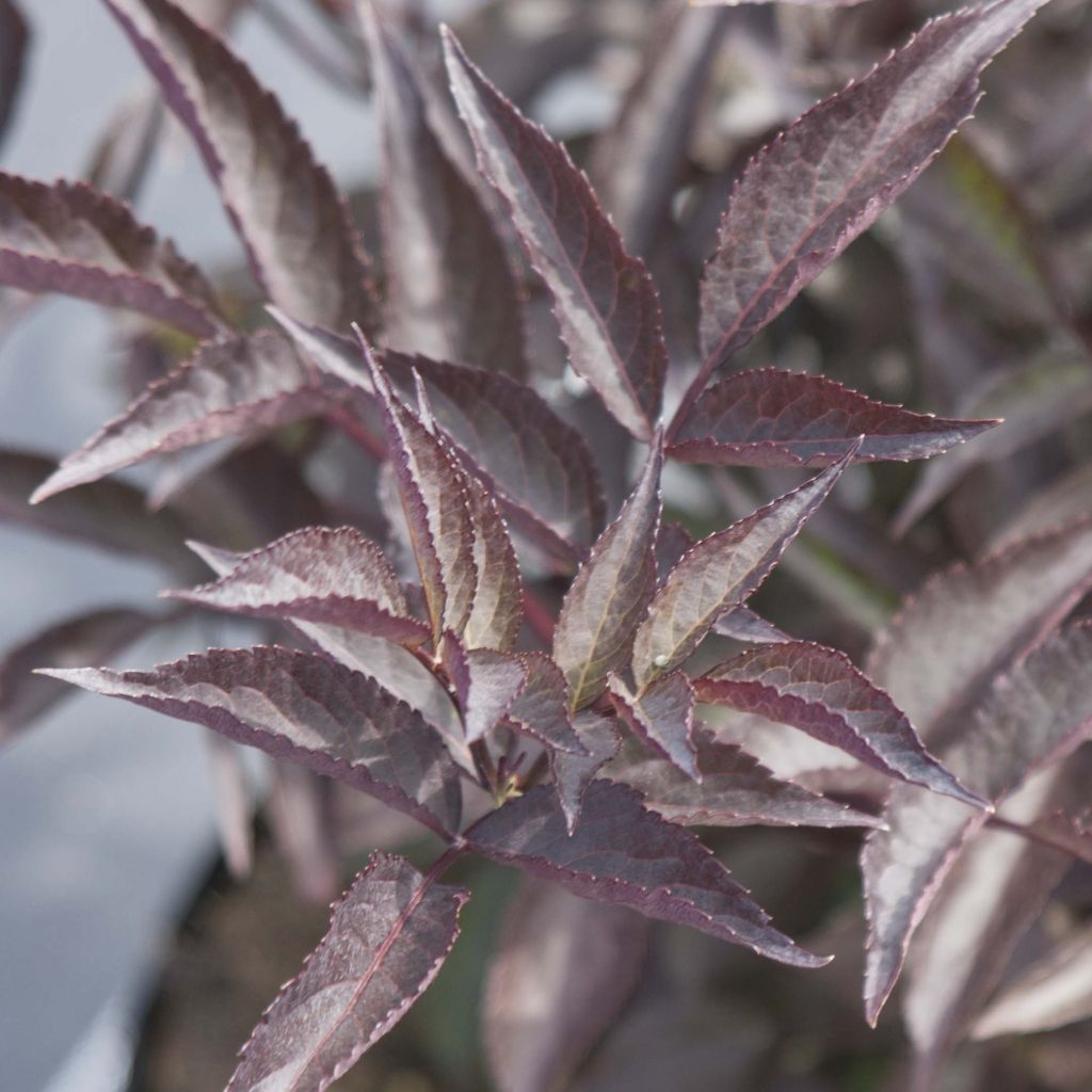 Sureau noir - Sambucus nigra Black Beauty (Gerda)