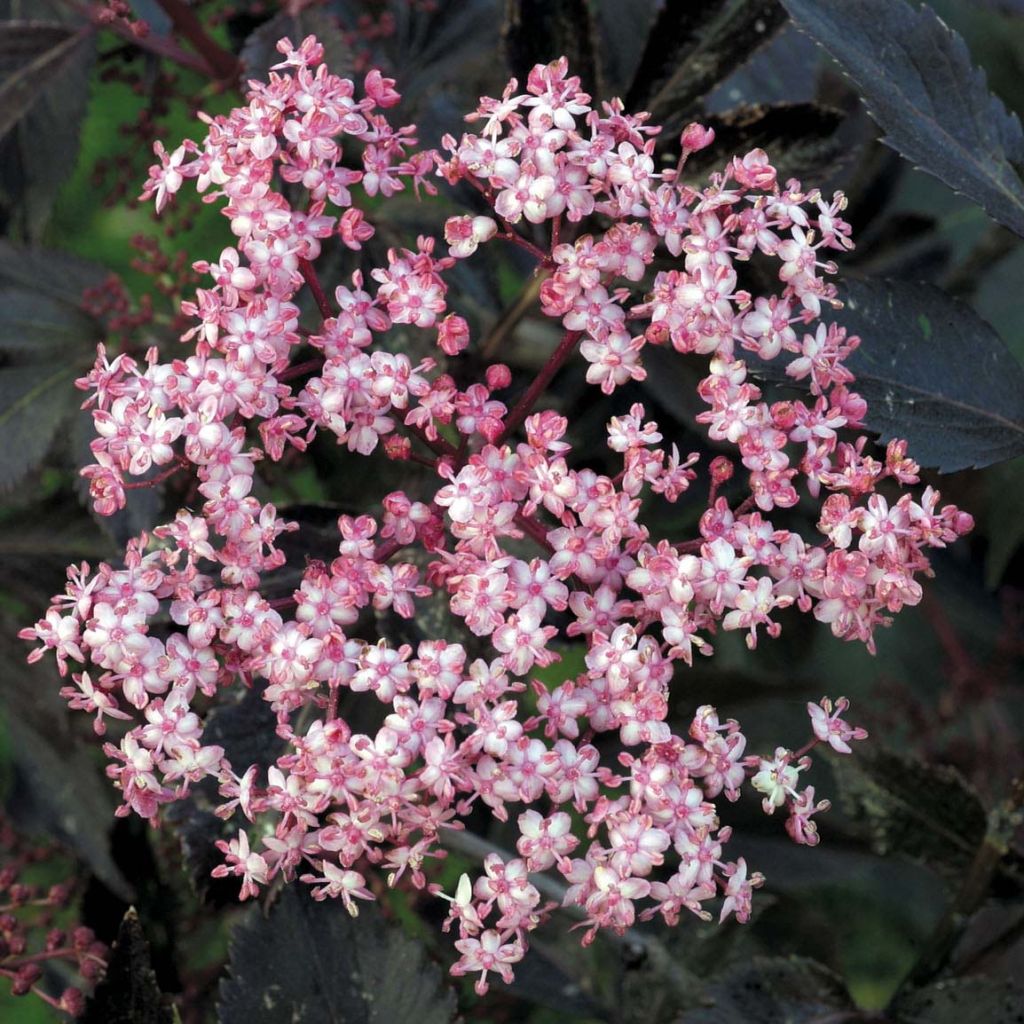 Sureau noir - Sambucus nigra Black Beauty (Gerda)