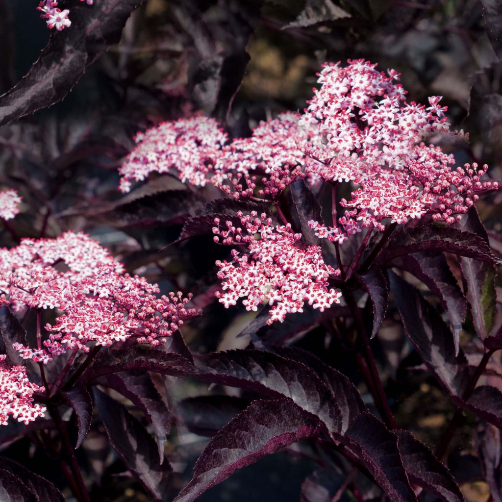 Sureau noir - Sambucus nigra Black Beauty (Gerda)