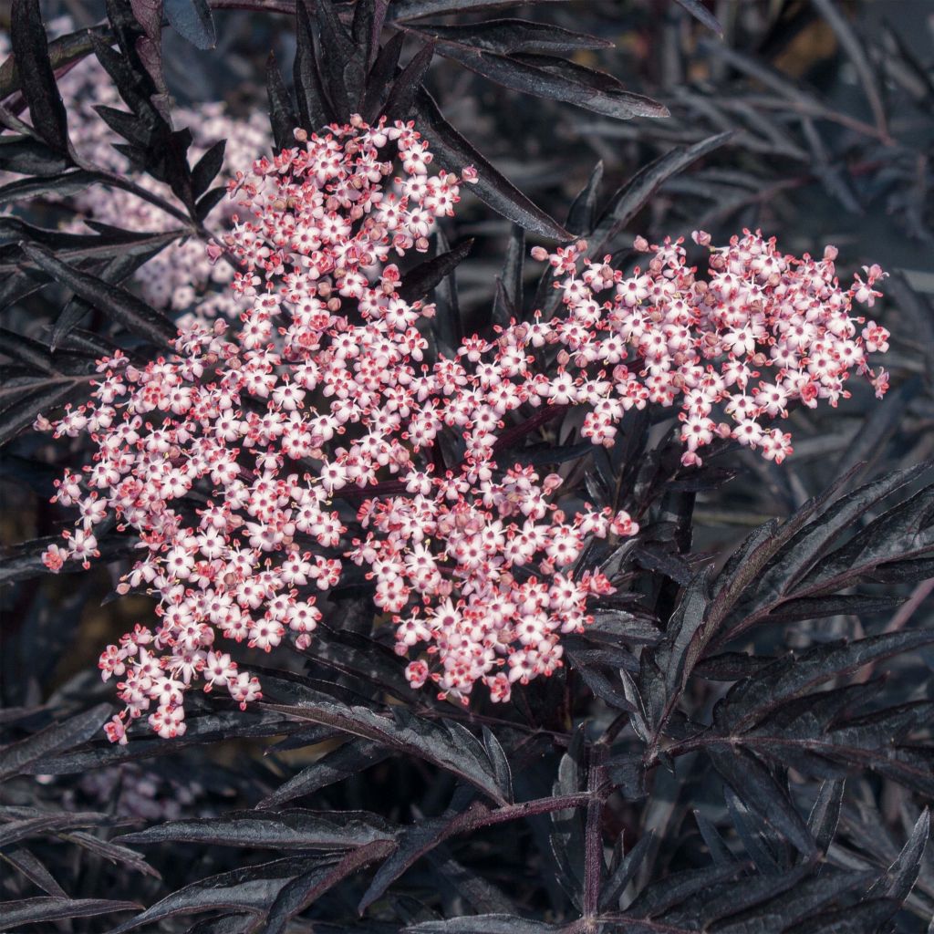 Sureau noir - Sambucus nigra Black Lace (Eva)