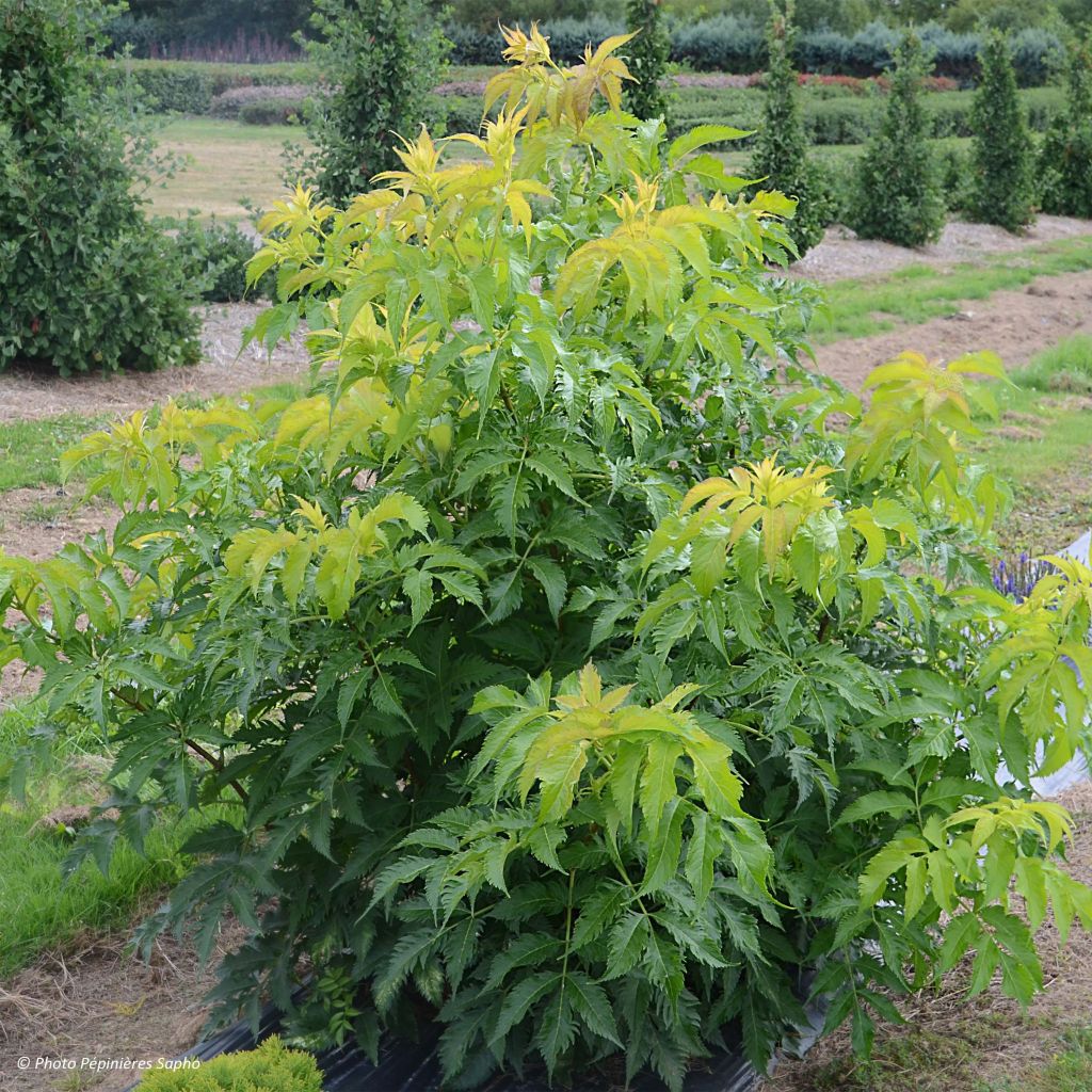 Sambucus nigra Serenade - Sureau noir