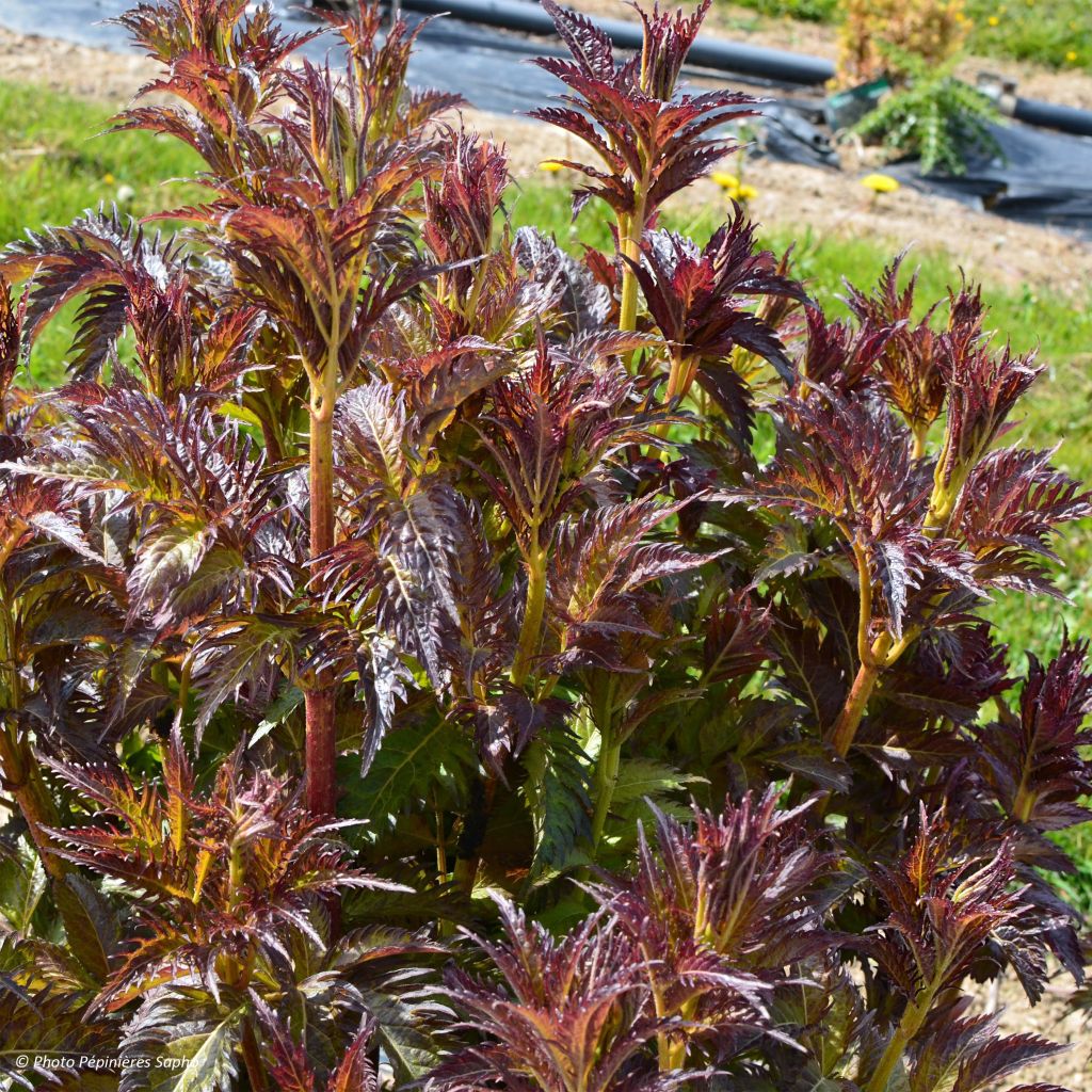 Sambucus nigra Serenade - Sureau noir