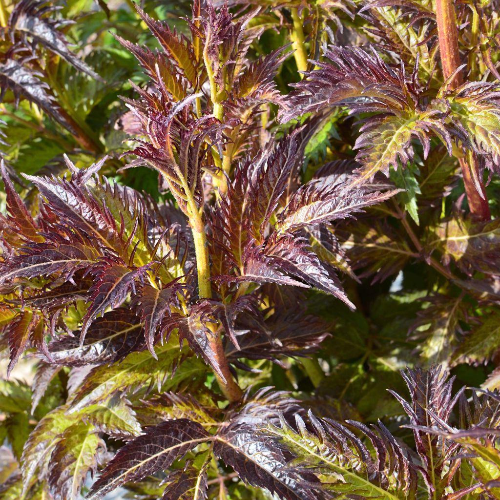 Sambucus nigra Serenade - Sureau noir