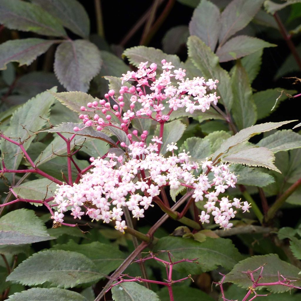 Sambucus nigra Thundercloud - Sureau noir