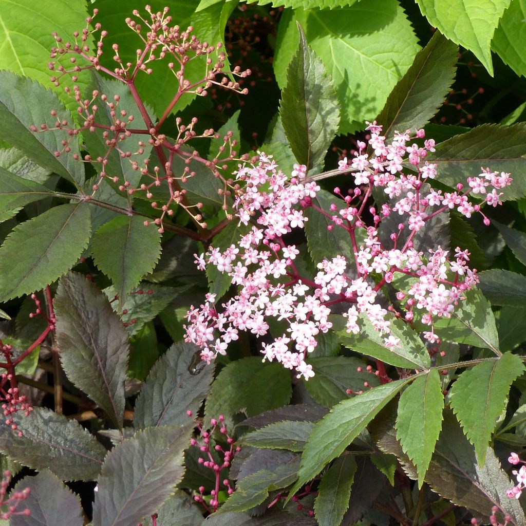 Sambucus nigra Thundercloud - Sureau noir