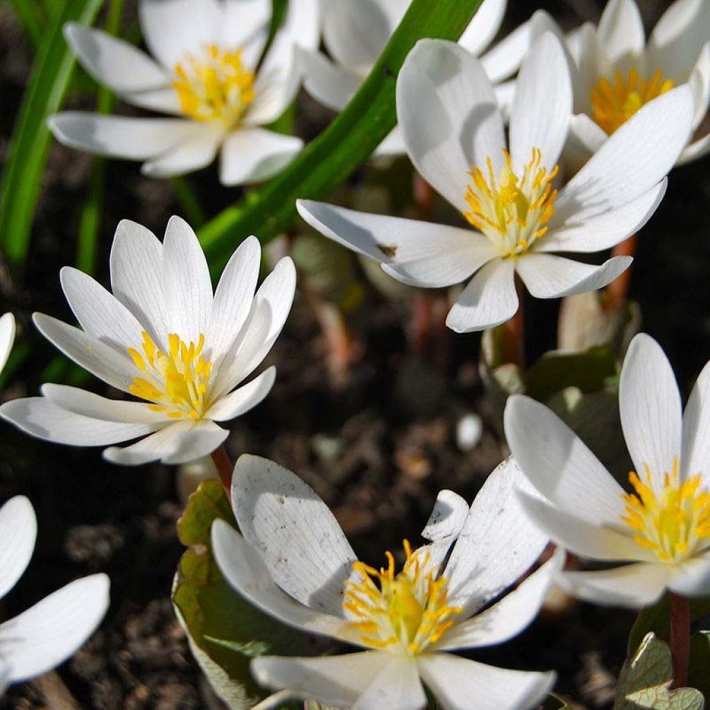 Sanguinaria canadensis - Sanguinaire