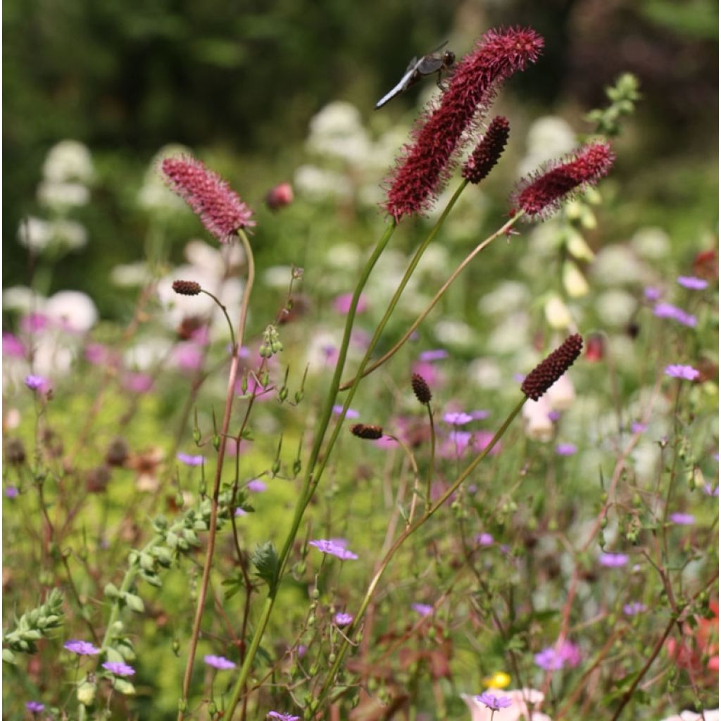 Sanguisorba menziesii - Sanguisorbe rouge