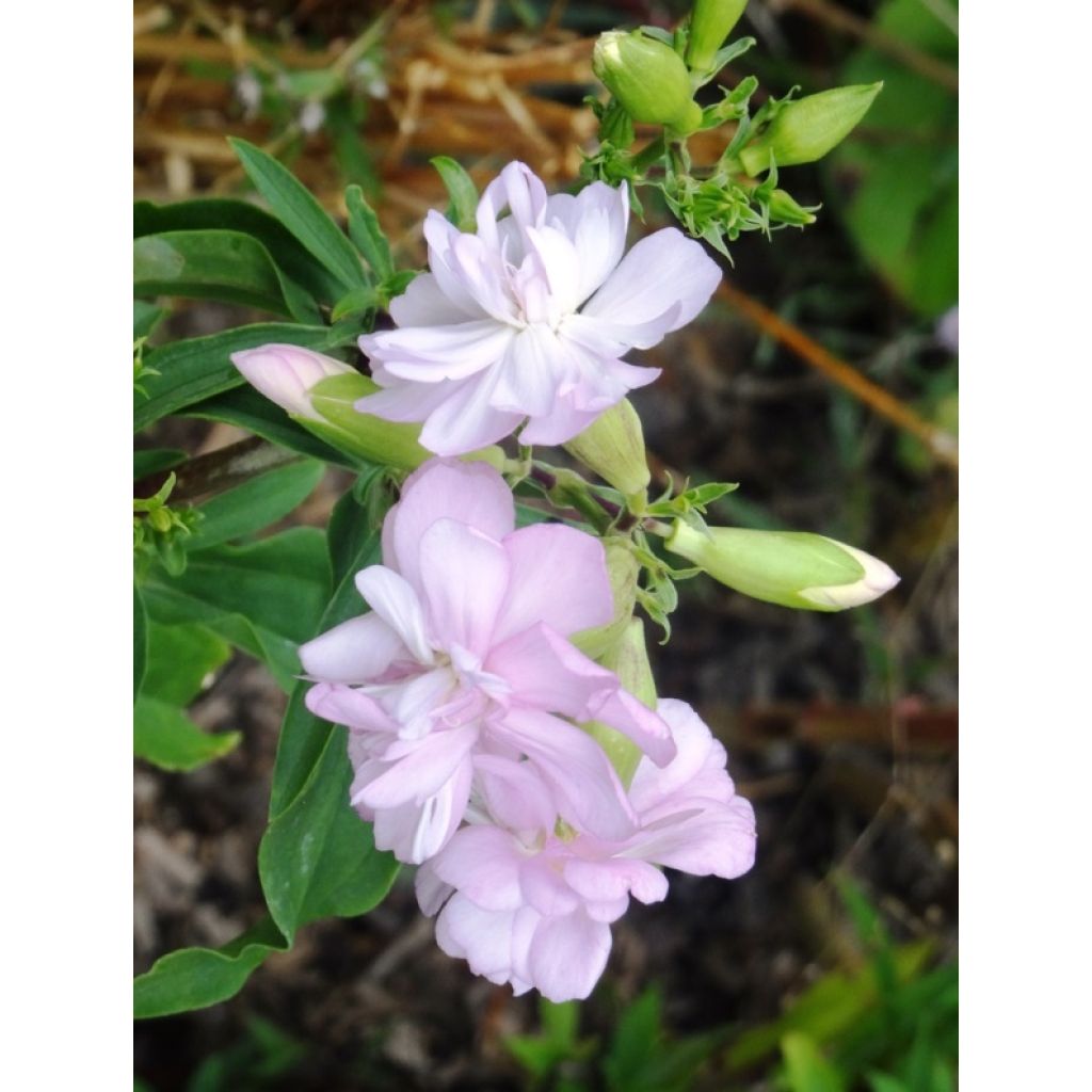 Saponaria officinalis Rosea Plena - Saponaire officinale semi-double rose clair
