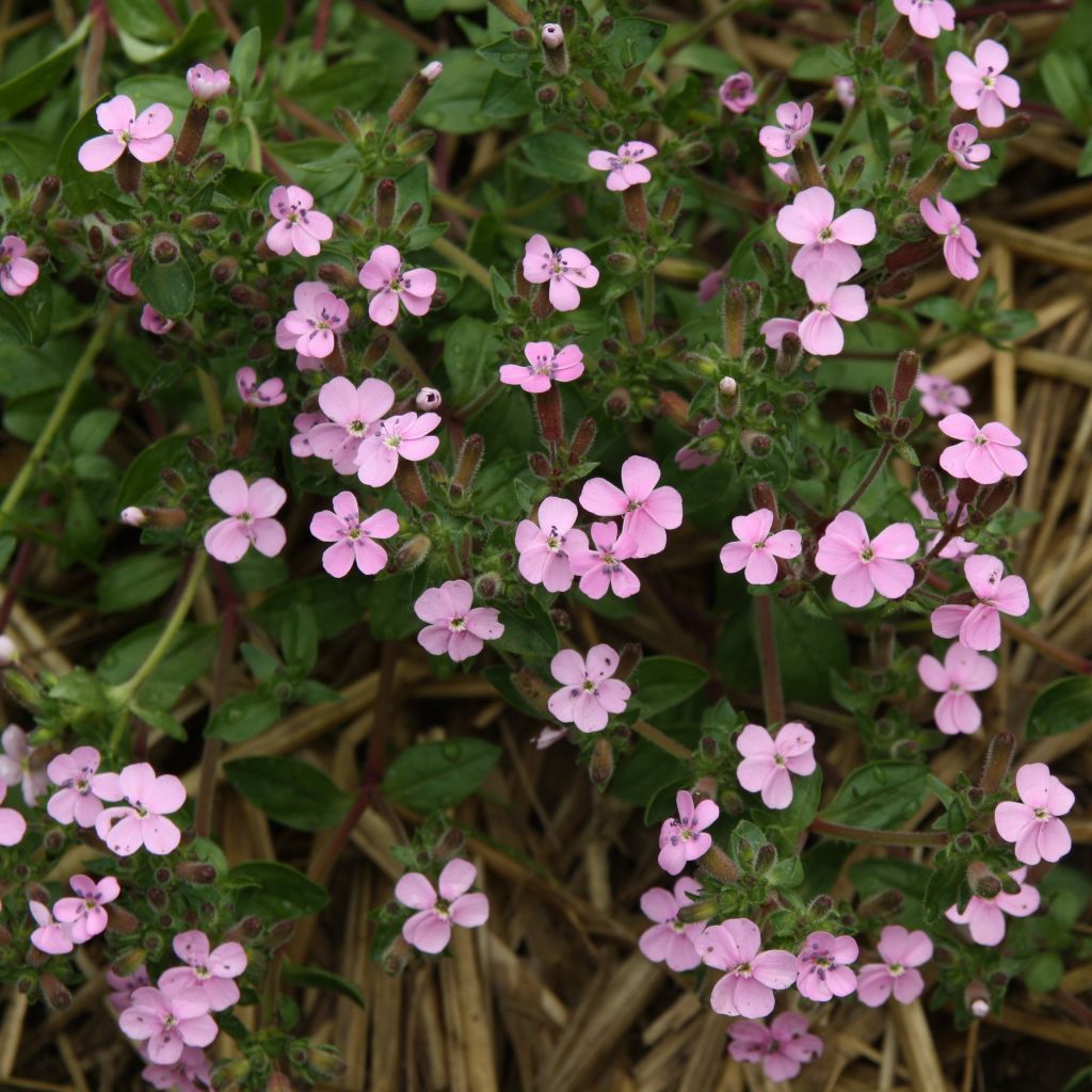 Saponaria ocymoides - Saponaire de Montpellier