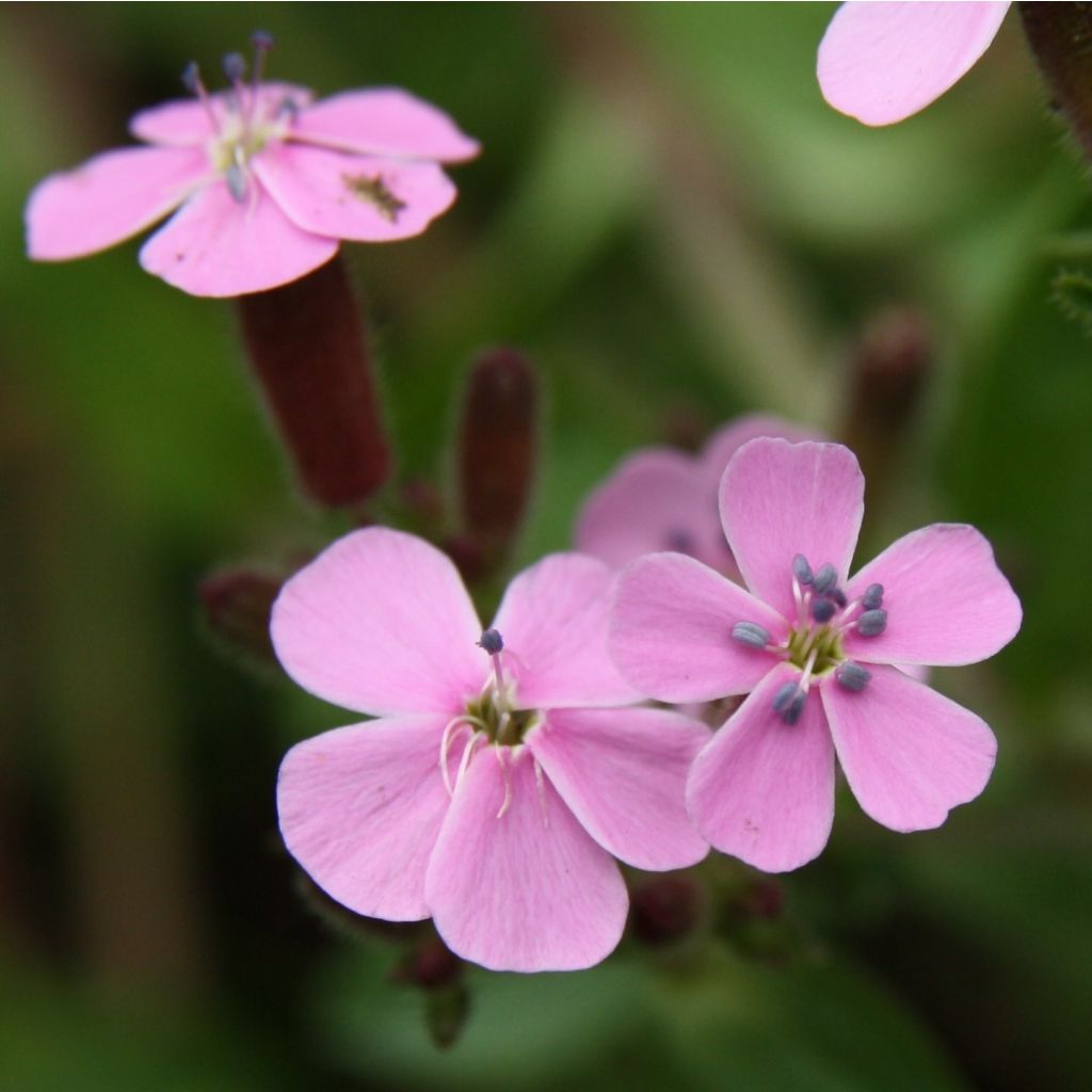 Saponaria ocymoides - Saponaire de Montpellier