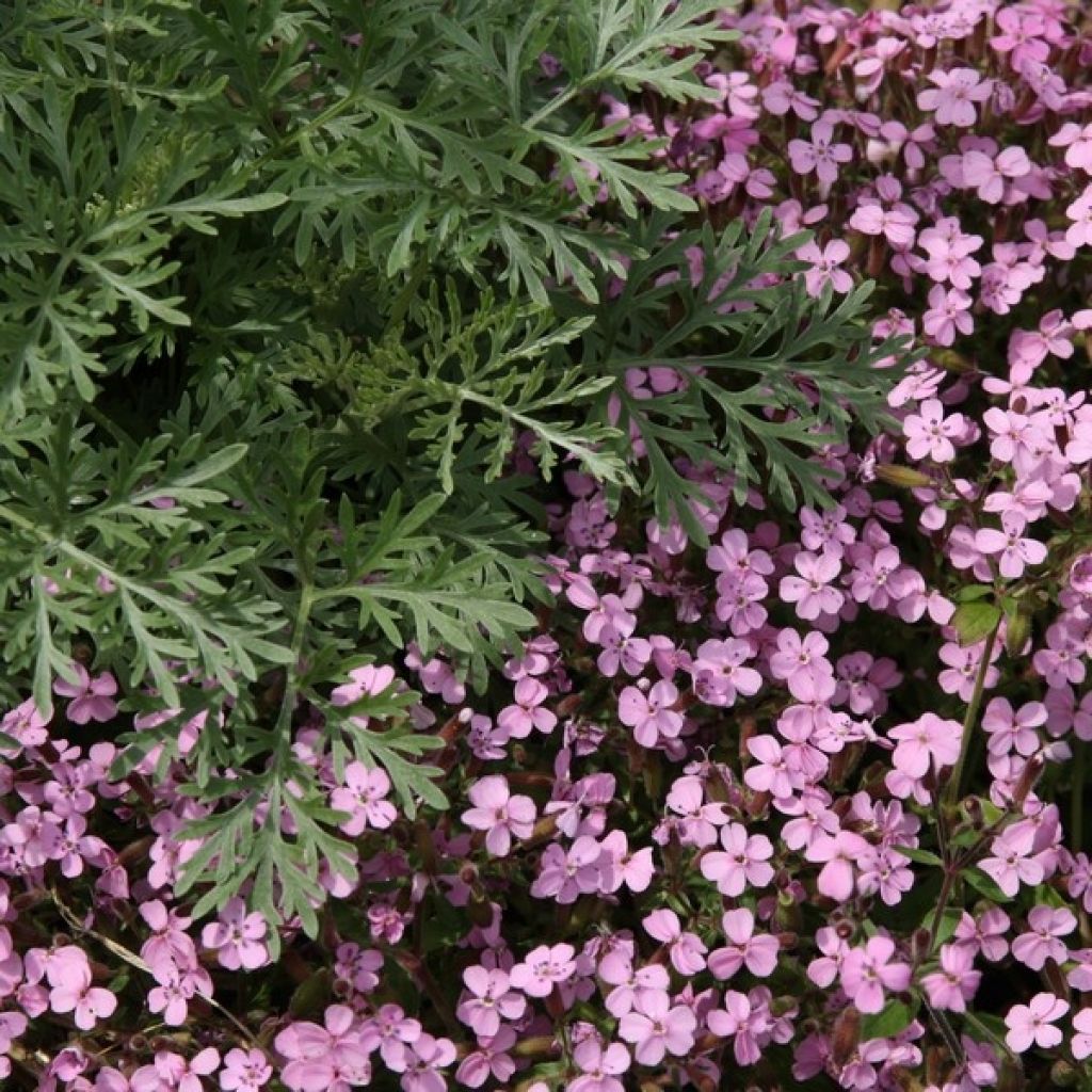 Saponaria ocymoides - Saponaire de Montpellier