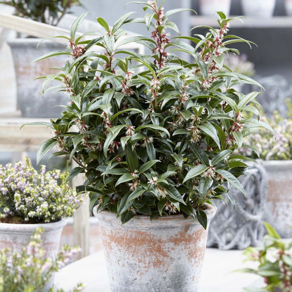 Sarcococca Winter Gem