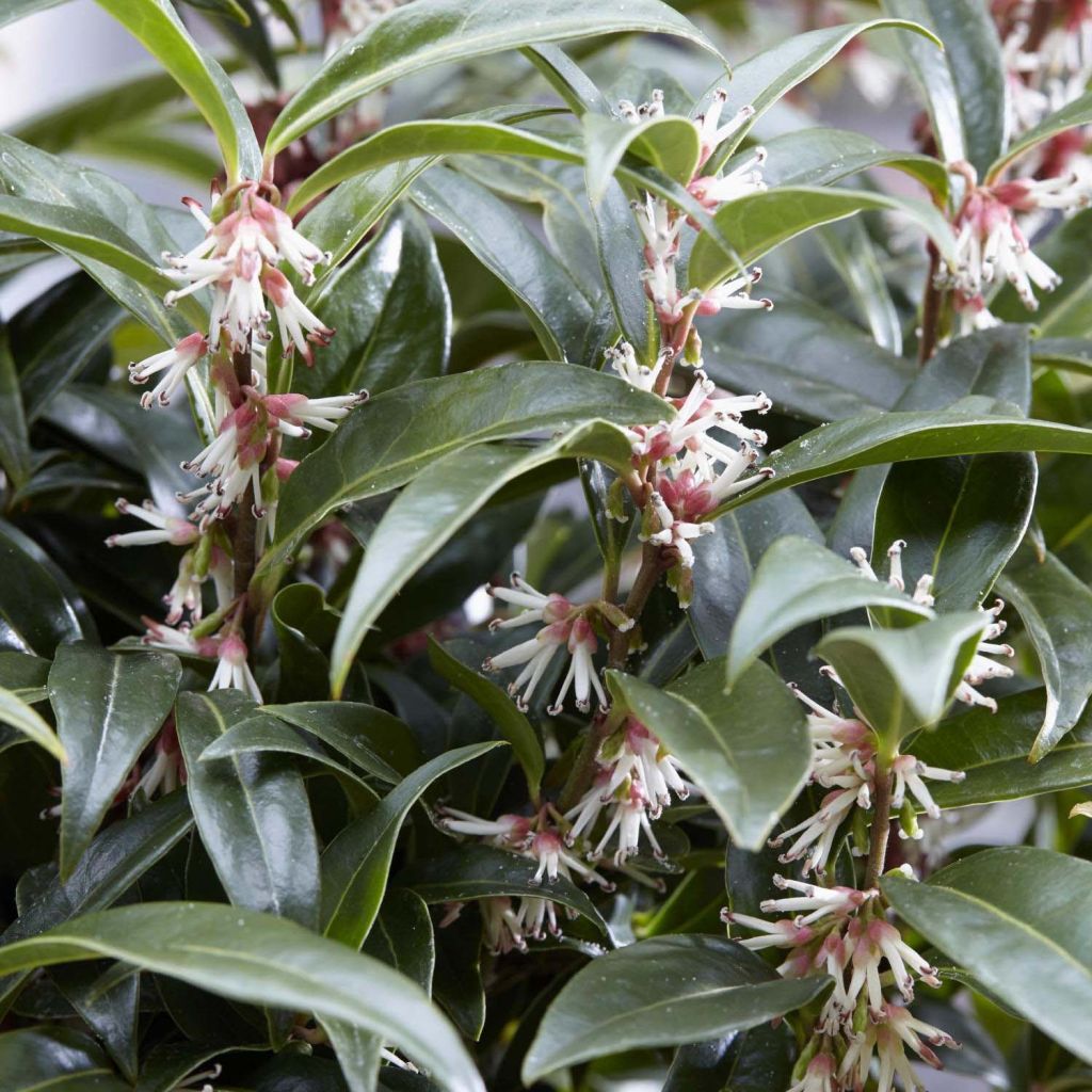 Sarcococca Winter Gem