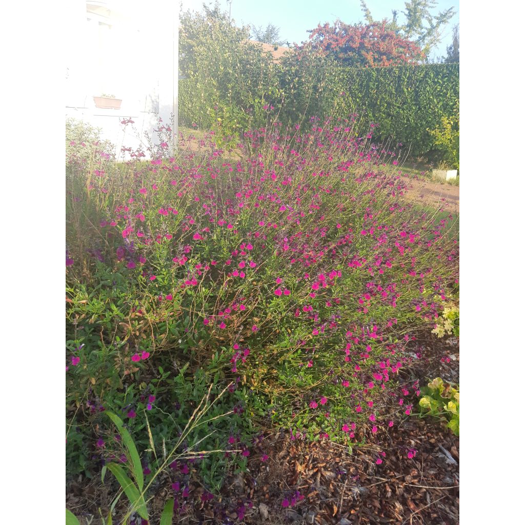 Sauge arbustive Violette de Loire - Salvia jamensis