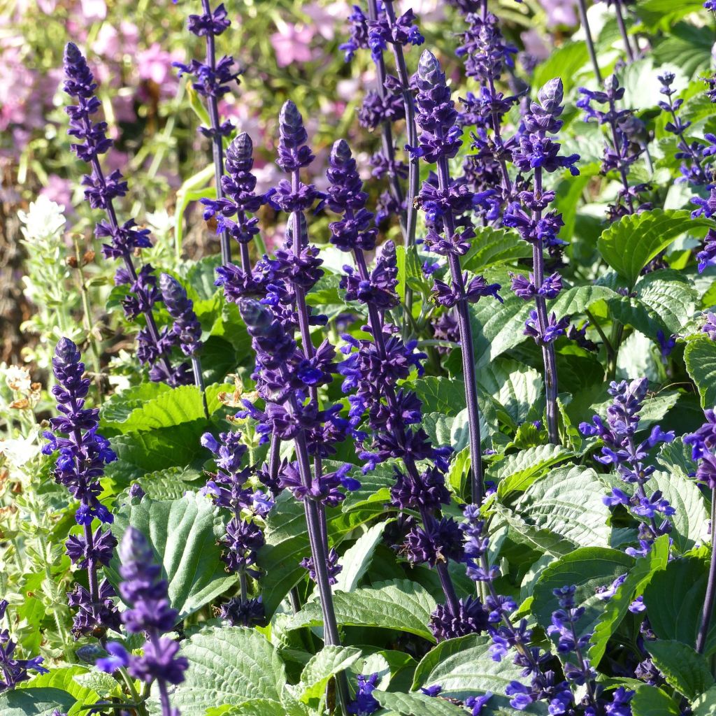 Sauge bleue de Californie (Sauge Farinacea)