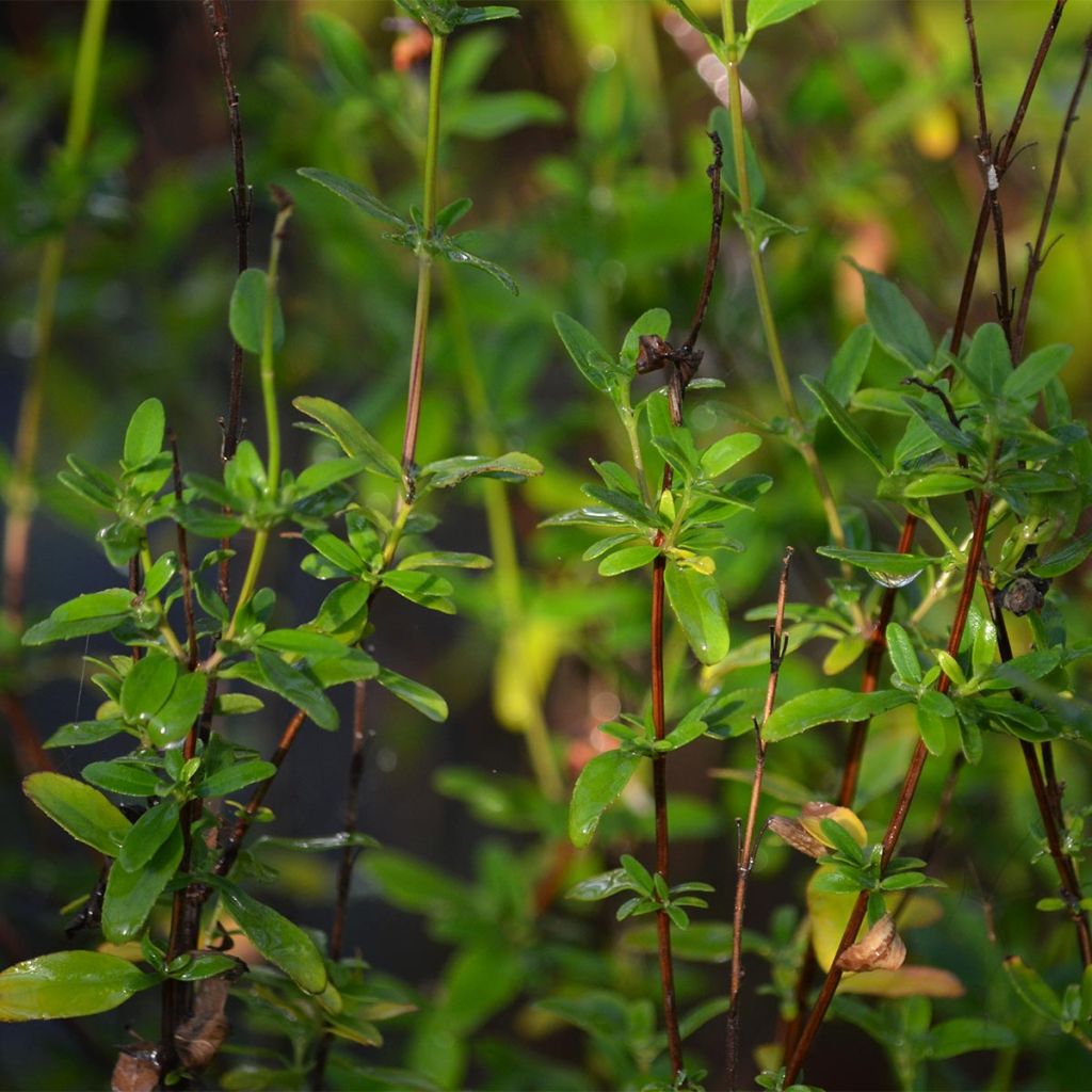 Sauge - Salvia jamensis Pluenn